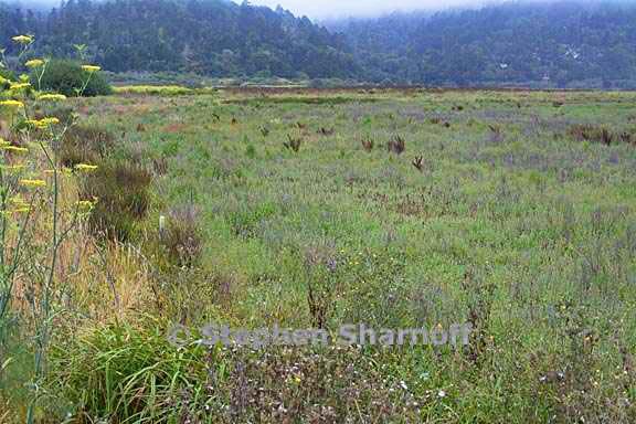 meadow pt reyes graphic